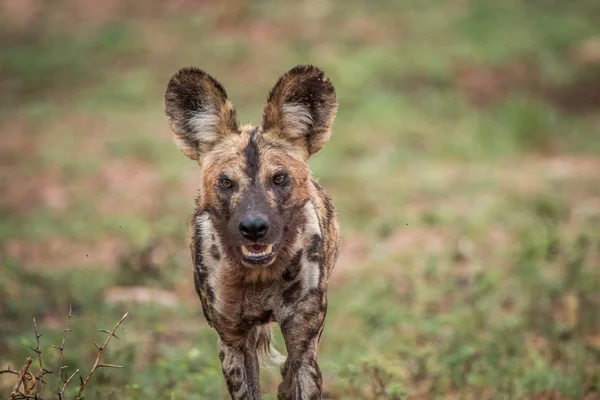 African wild dog walking towards the camera. — Stock Photo, Image