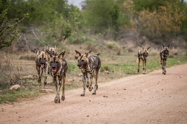 Kumpulan anjing liar Afrika berjalan ke arah kamera . — Stok Foto