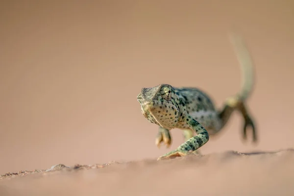 Camaleón de cuello aleta caminando en la arena . — Foto de Stock