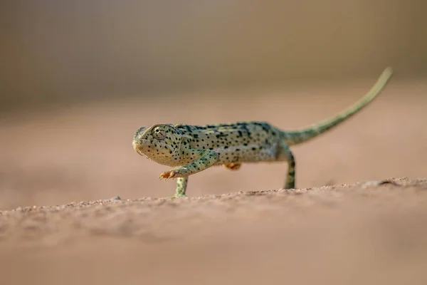 Caméléon à rabat marchant dans le sable . — Photo