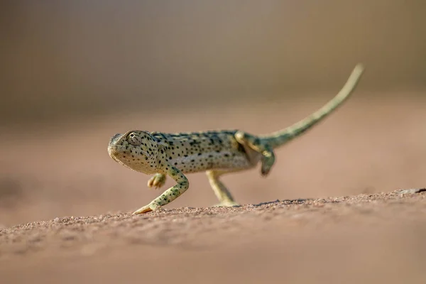 Klapa necked kameleon, chodzenie w piasku. — Zdjęcie stockowe