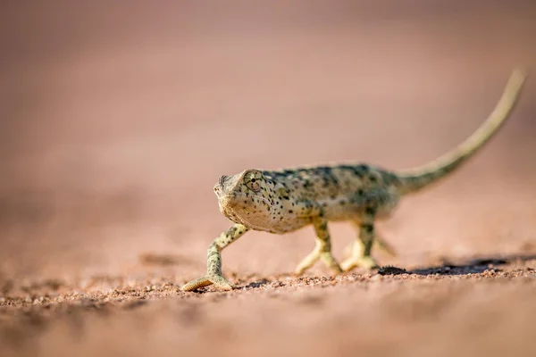 Caméléon à rabat marchant dans le sable . — Photo