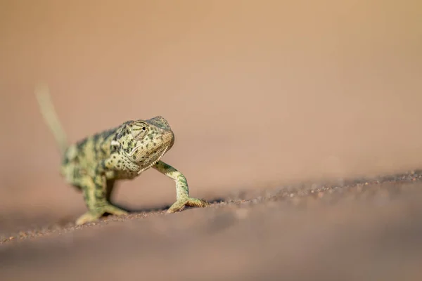 Caméléon à rabat marchant dans le sable . — Photo