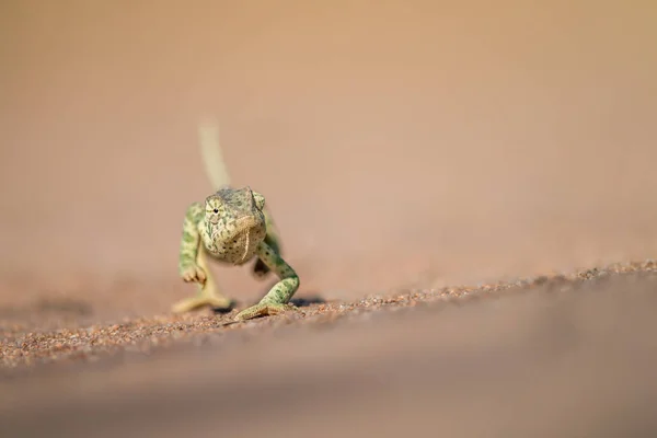 Caméléon à rabat marchant dans le sable . — Photo