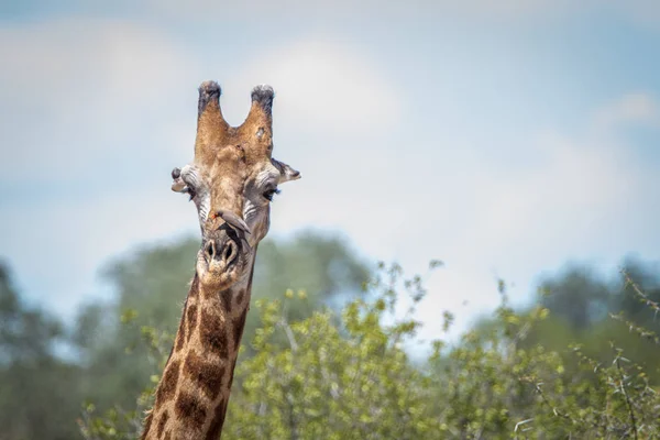Girafe avec la caméra . — Photo