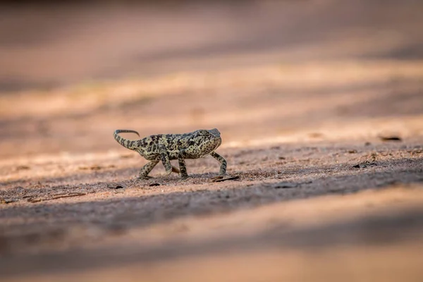 Caméléon à rabat marchant dans le sable . — Photo