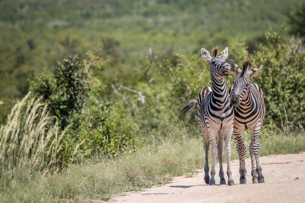 Twee hechting Zebra 's. — Stockfoto