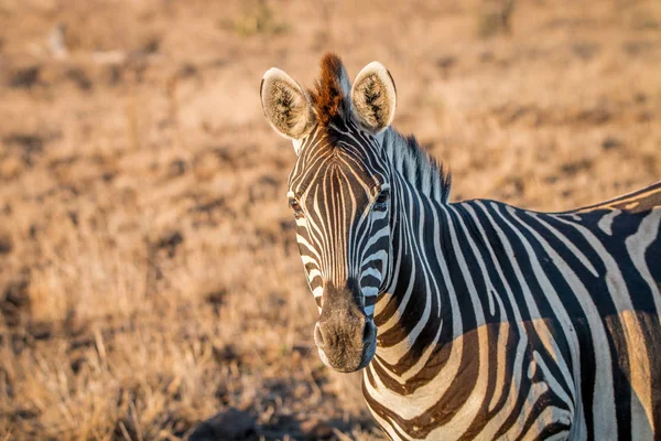 Kameraya yıldızı zebra. — Stok fotoğraf