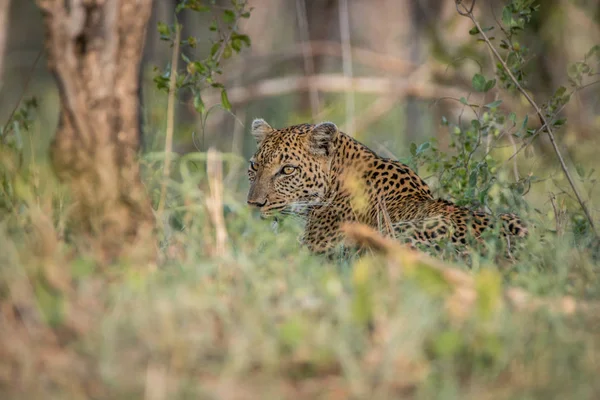 Leopard liegt im Gras. — Stockfoto