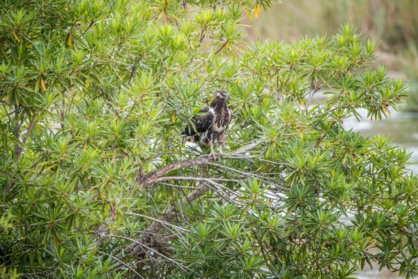 Águila pescadora africana juvenil sentada en un arbusto . — Foto de Stock