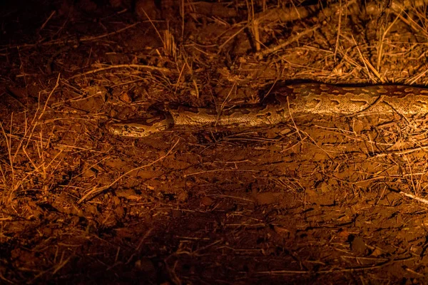 Afrikanska rock python i rampljuset. — Stockfoto