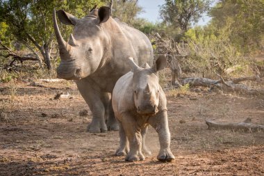 Annesi ile bebek beyaz rhino.