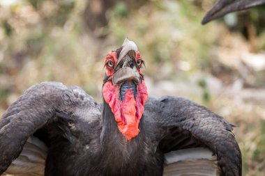 Bir kertenkele yiyen Güney kara Kartallar.