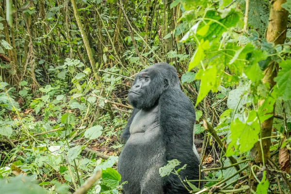 Silverback Gorila de montaña sentado en el bosque . — Foto de Stock