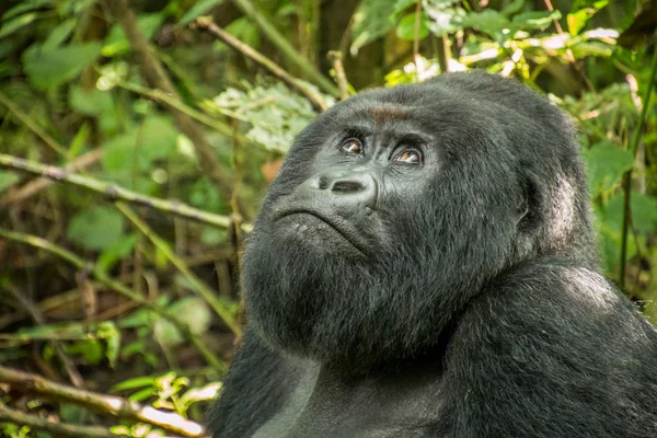 Silverback Gorila de montaña mirando hacia arriba . — Foto de Stock