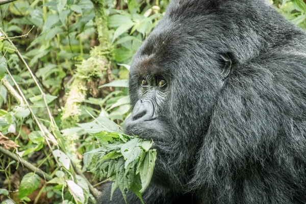 Silverback Gorilas de montaña comiendo hojas . — Foto de Stock