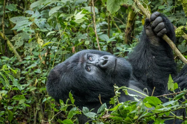 Góry Silverback gorilla patrząc w górę. — Zdjęcie stockowe