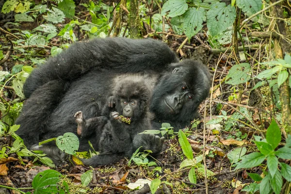 Baby Mountain gorilla laying with his mother in the leaves. — Stock Photo, Image