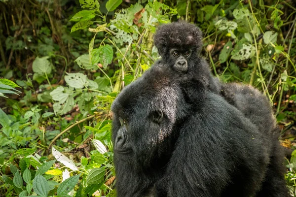 Baby Mountain gorilla, siedząc na jego matka. — Zdjęcie stockowe