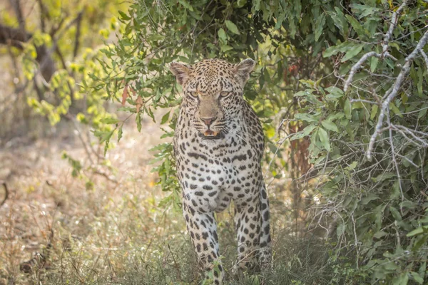 A Leopard walking towards the camera. — Stock Photo, Image