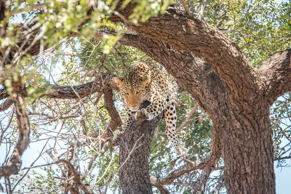 Leopard laying in a tree. — Stock Photo, Image