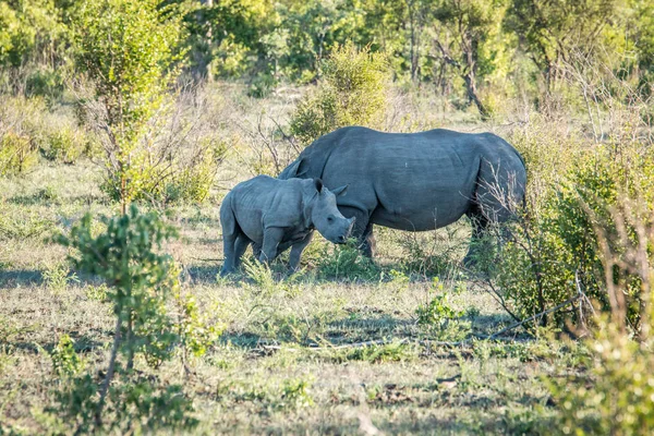 Beyaz rhino anne buzağı ile. — Stok fotoğraf