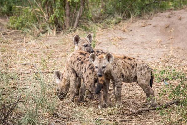 三个年轻人在克鲁格斑点鬣犬. — 图库照片