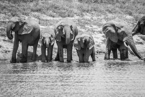 Drinking herd of Elephants in black and white.