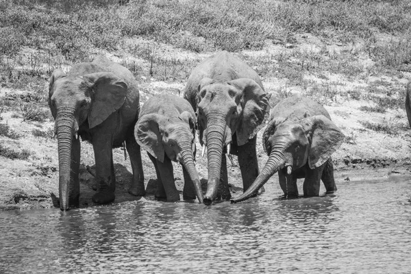 Troupeau d'éléphants en noir et blanc . — Photo