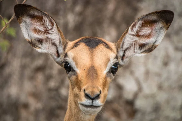 盯着照相机的年轻女性黑斑羚. — 图库照片