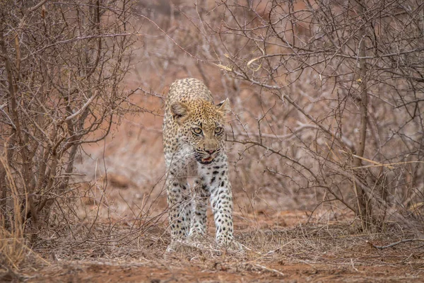 Leopard gyaloglás felé a kamera. — Stock Fotó