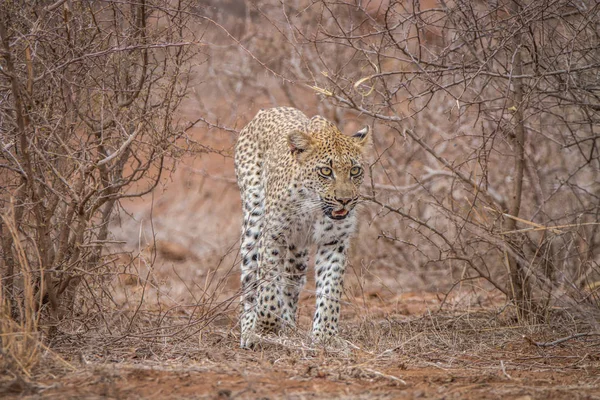 Leopardo caminhando em direção à câmera . — Fotografia de Stock