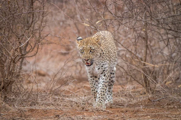 Leopard gyaloglás felé a kamera. — Stock Fotó