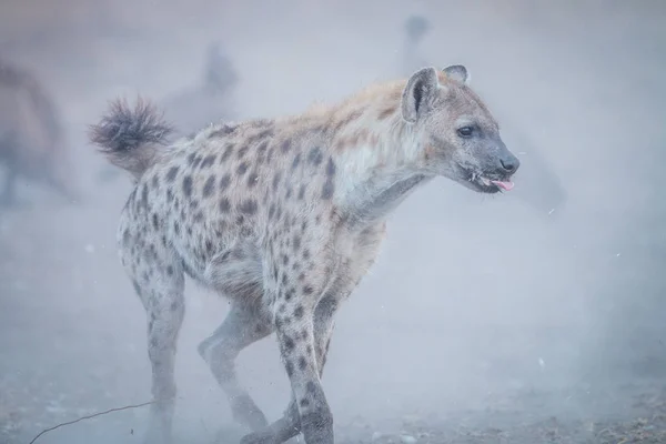 Hiena manchada corriendo en el polvo . — Foto de Stock