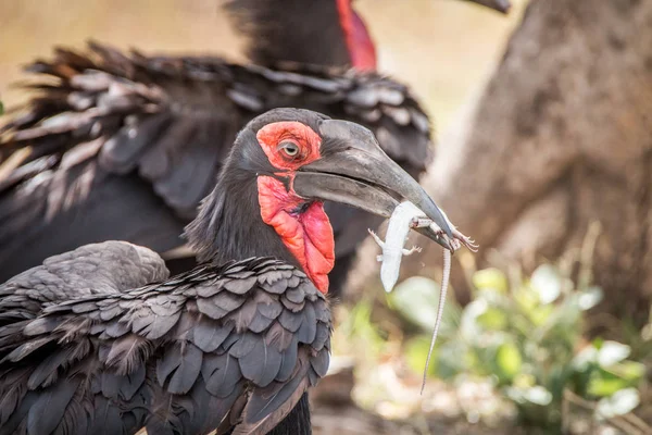 Södra ground hornbill med en ödla döda. — Stockfoto