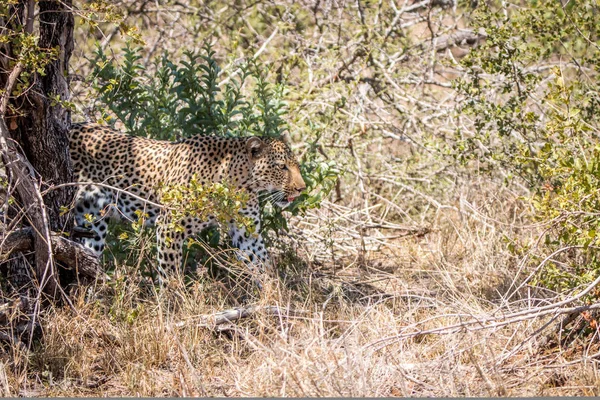 Leopardo caminando por los arbustos . — Foto de Stock