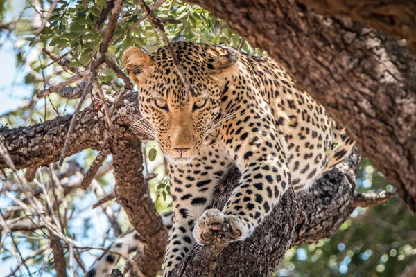 Leopard starring in a tree. — Stock Photo, Image