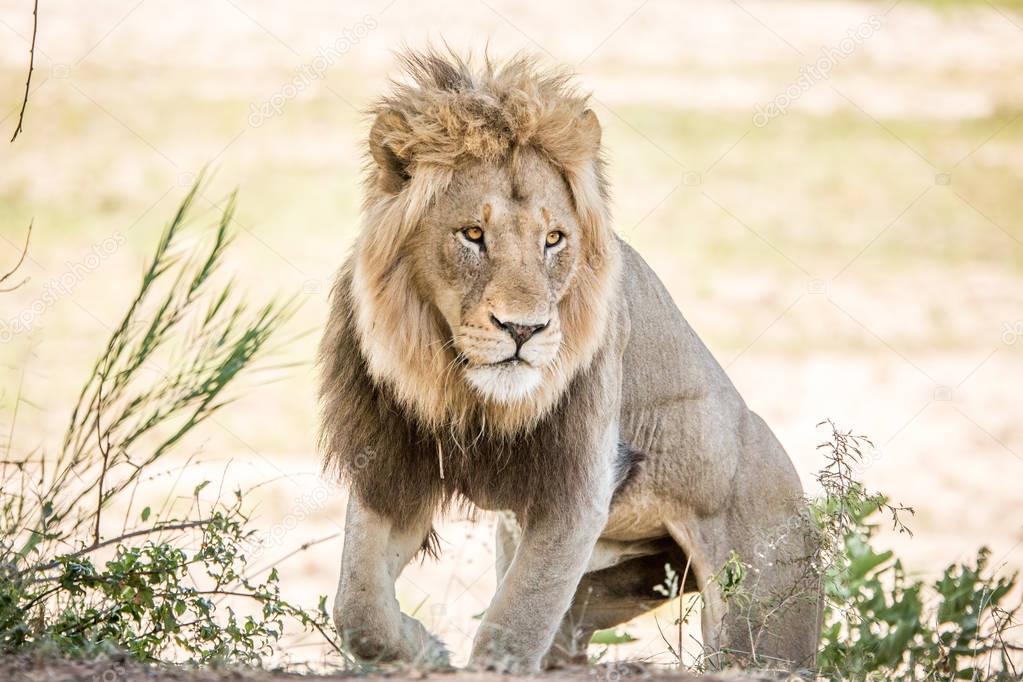 Huge male Lion walking towards the camera.