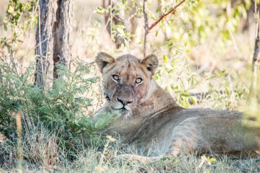 dişi aslan çim döşeme.
