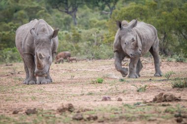 Two White rhinos standing in the dirt. clipart