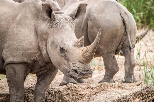 Primo piano di un rinoceronte bianco nella sabbia . — Foto Stock
