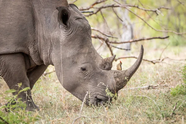 Grazing White rhino with a Red-billed oxpecker. — Stock Photo, Image