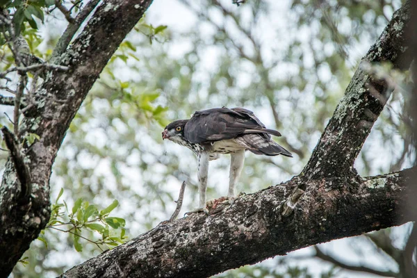 Águila marcial en un árbol con una muerte . — Foto de Stock