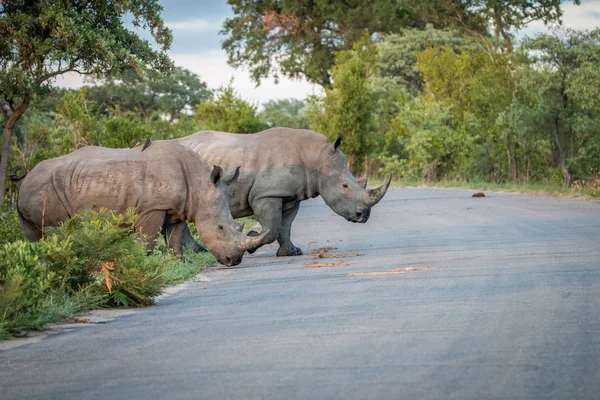 Dois rinocerontes brancos atravessando a estrada . — Fotografia de Stock