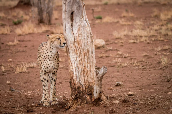 Gepard steht neben einem Baumstamm. — Stockfoto