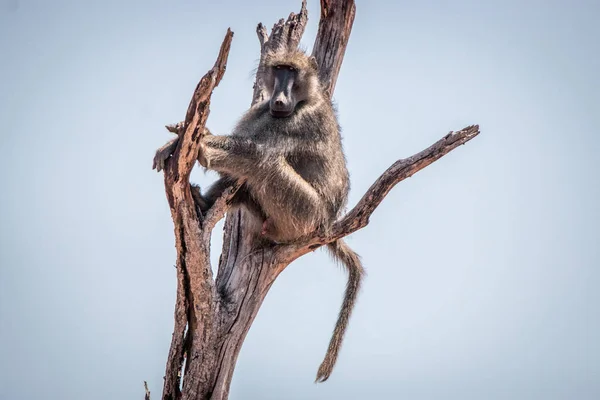 Chacma babuíno sentado em uma árvore . — Fotografia de Stock