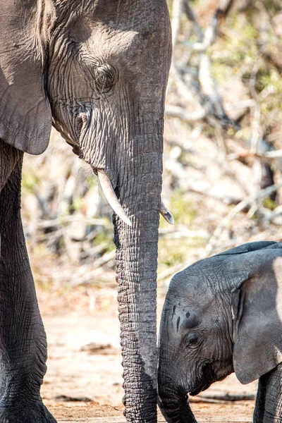 Bebé elefante vinculación con su madre . —  Fotos de Stock