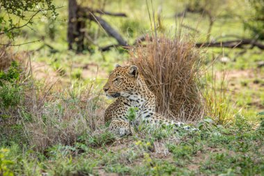 Otların arasında dinlenme leopar.