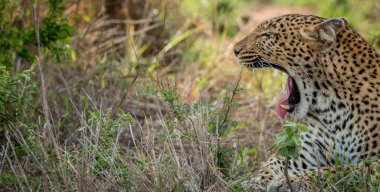 Bir leopar esneme yan profili. 