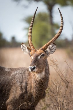 Kameraya yıldızı waterbuck.